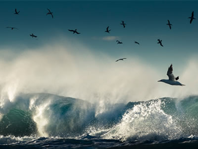 Ireland's Ocean