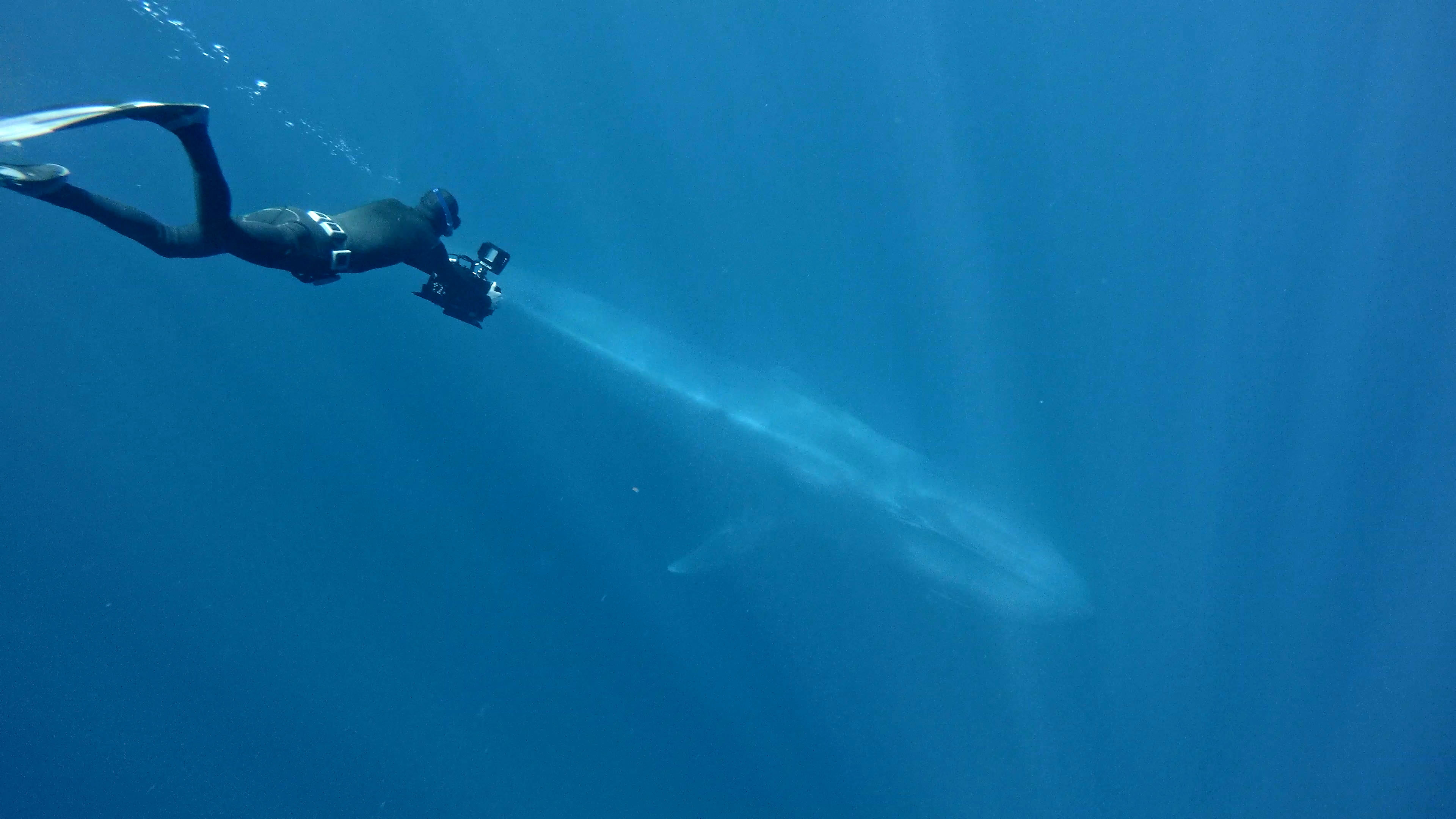 Ken free diving to a blue whale 2