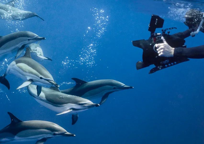 Why we love dolphins thumb