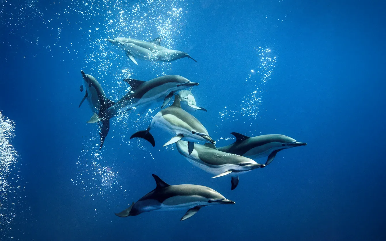dolphins